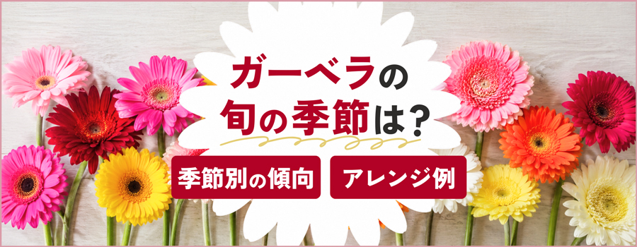 ガーベラの旬の季節は？
