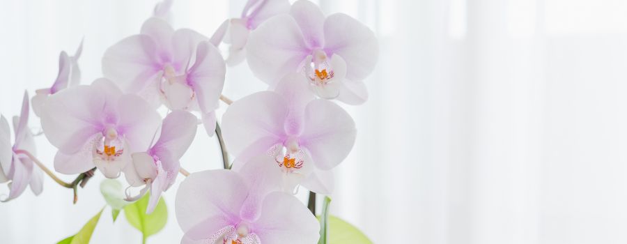 銀婚式の花選びで気をつけたいマナーとNG事項