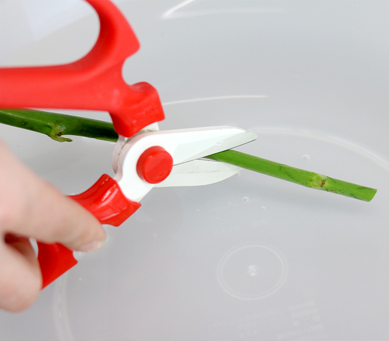 水につけた状態で茎を斜めにカットする