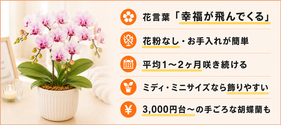 【花のプロが解説】おばあちゃんの誕生日に胡蝶蘭が選ばれる5つの理由