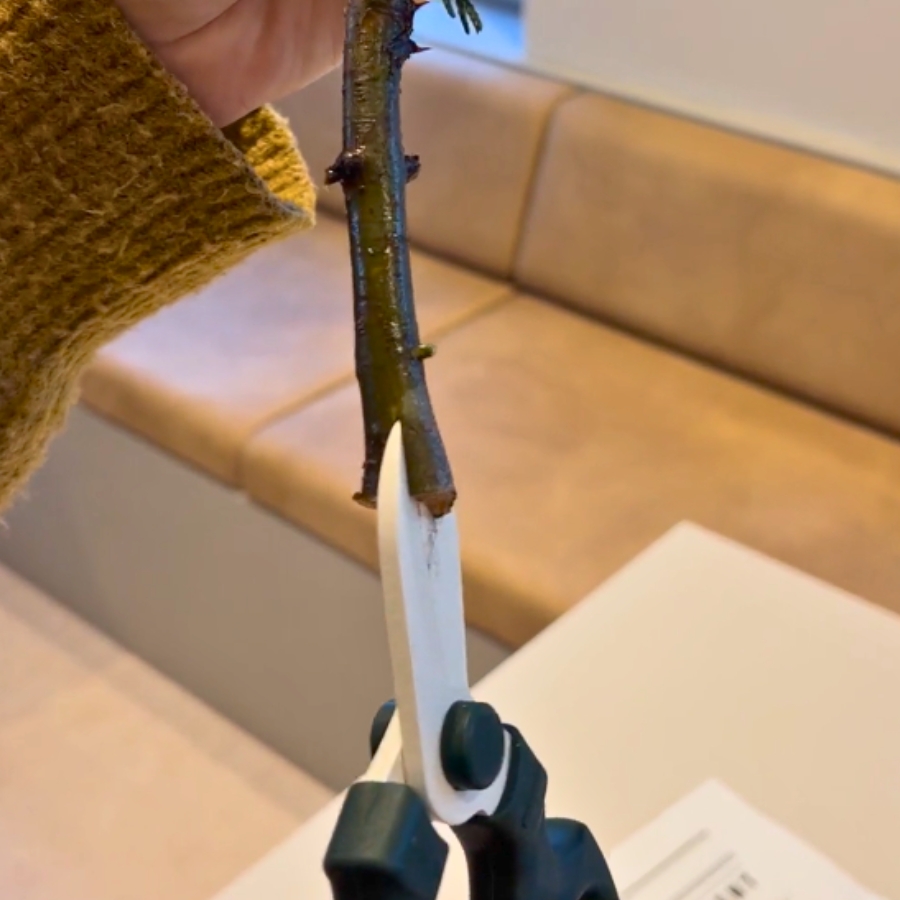 ③割り｜茎や枝の先端に切り込みを入れる