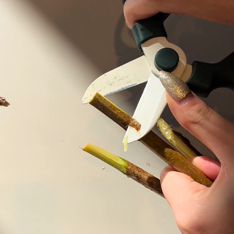 ⑤表皮を削ぐ｜茎の表面を削いで中の綿を取り除く