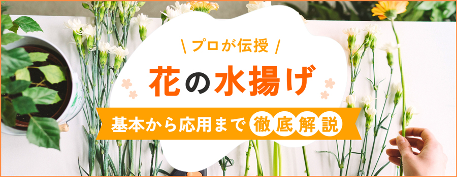 プロが伝授！花の水揚げ