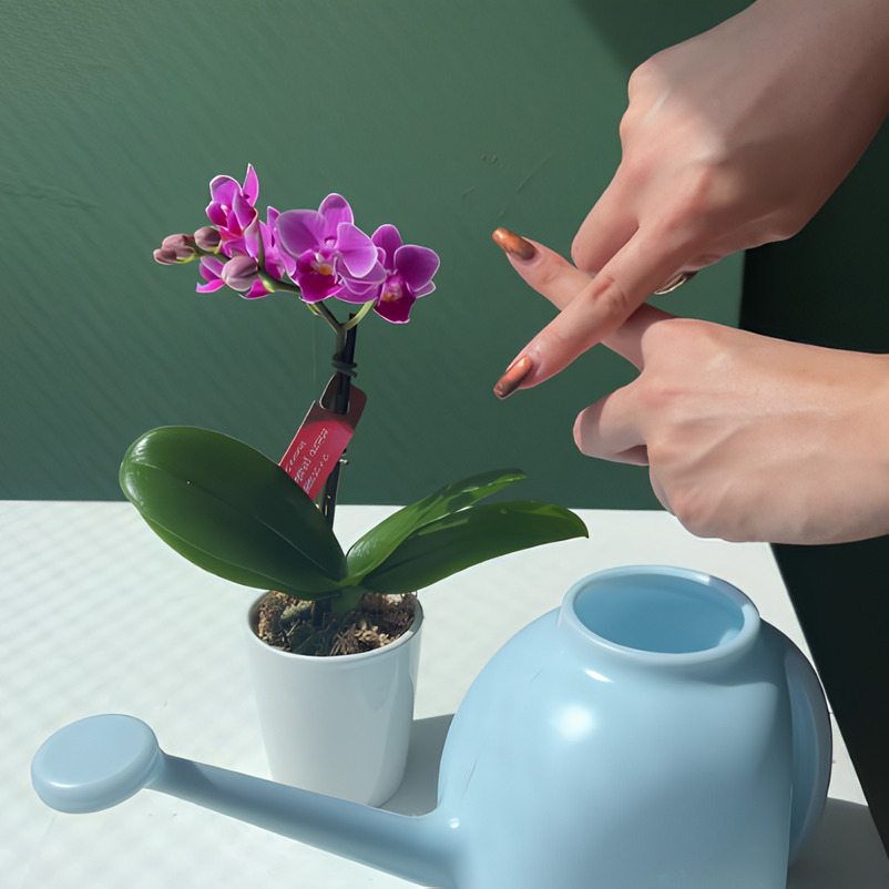 水を頻繁にあげすぎない