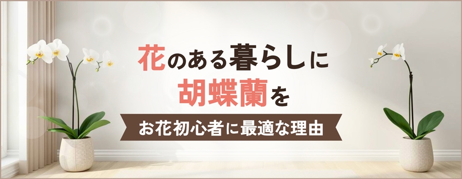 花のある暮らしに胡蝶蘭を
