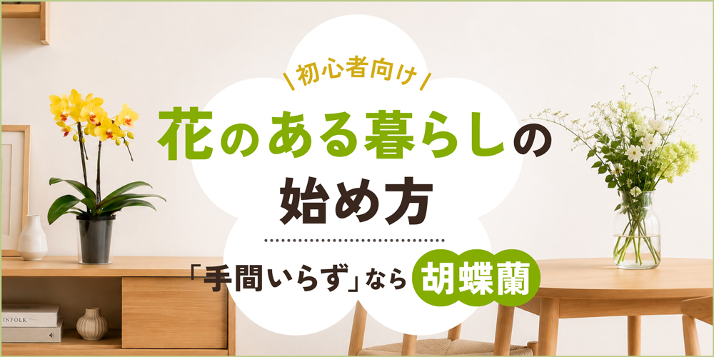 花のある暮らしを始めたい人へ｜胡蝶蘭が初心者に最適な理由と選び方