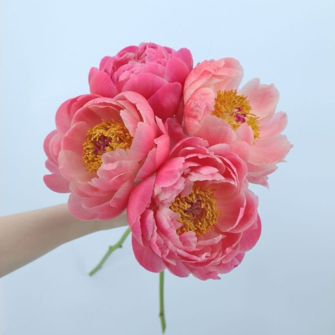 5月～6月上旬