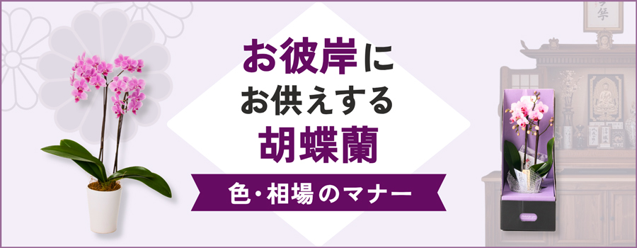 お彼岸にお供えする胡蝶蘭