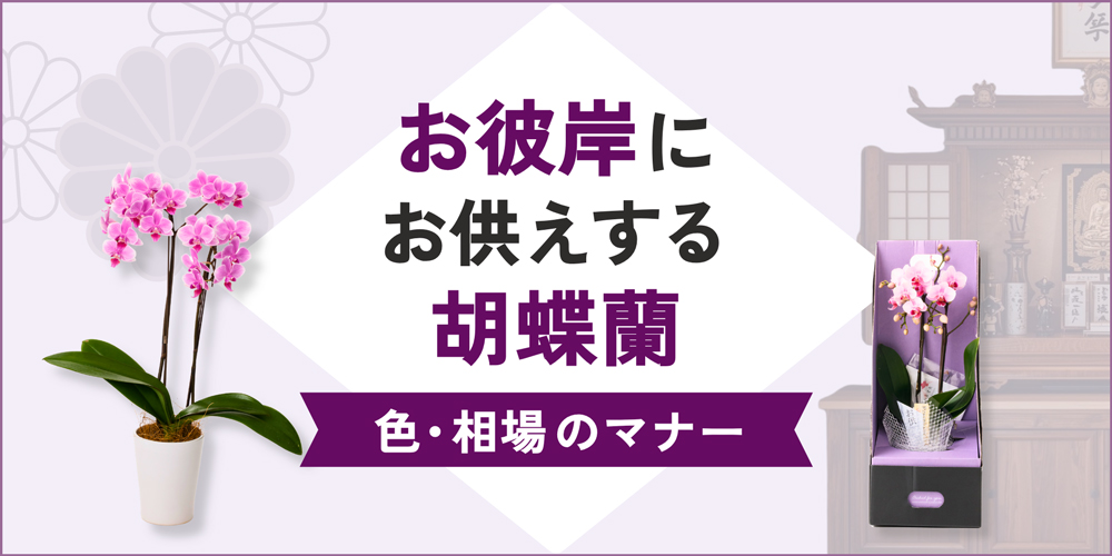 お彼岸に贈るミニ・ミディ胡蝶蘭3選！色や相場のマナーも徹底解説