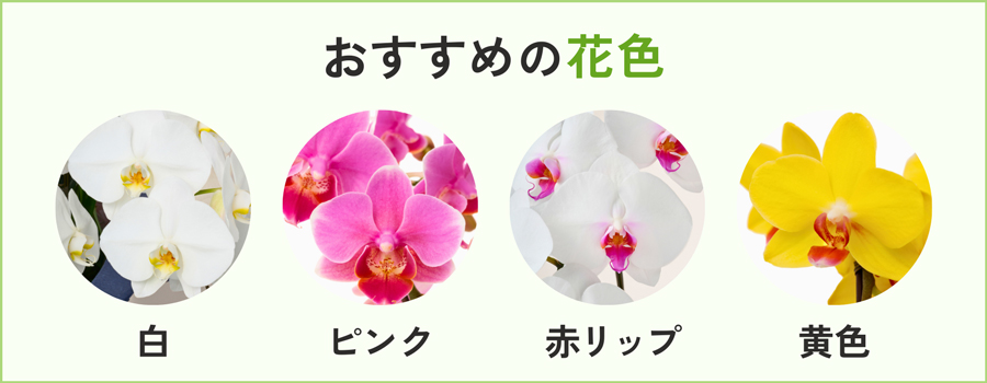 おすすめの花色