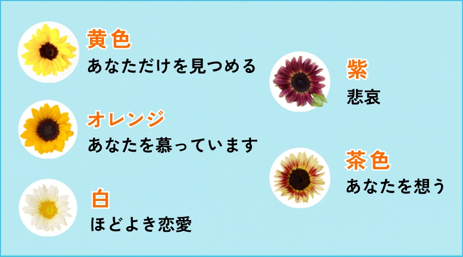 色別のひまわりの花言葉