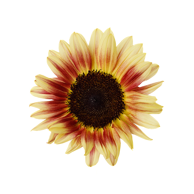 サンリッチシリーズ