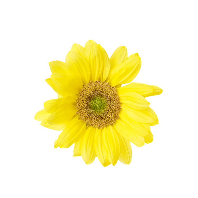 ビンセントシリーズ