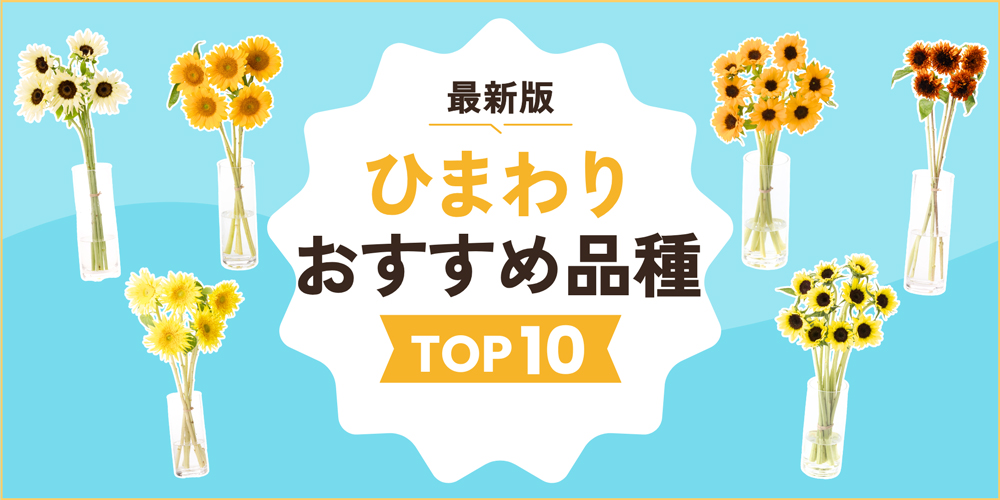 【最新版】ひまわりのおすすめ品種TOP10｜人気の種類を写真付きで紹介