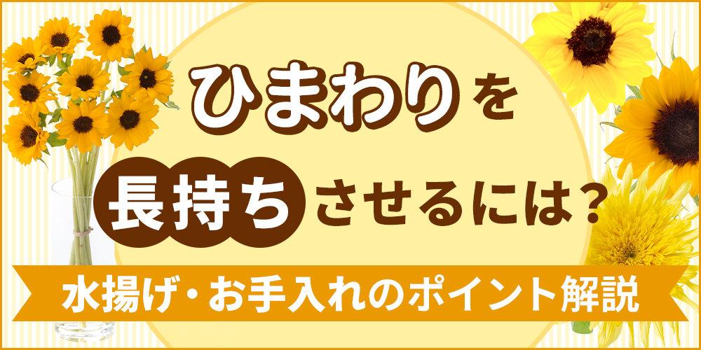 ひまわりを長持ちさせるコツとは？水揚げ・お手入れの方法を解説