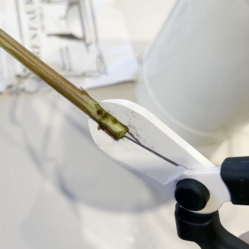 水の中で茎を斜めにカットする