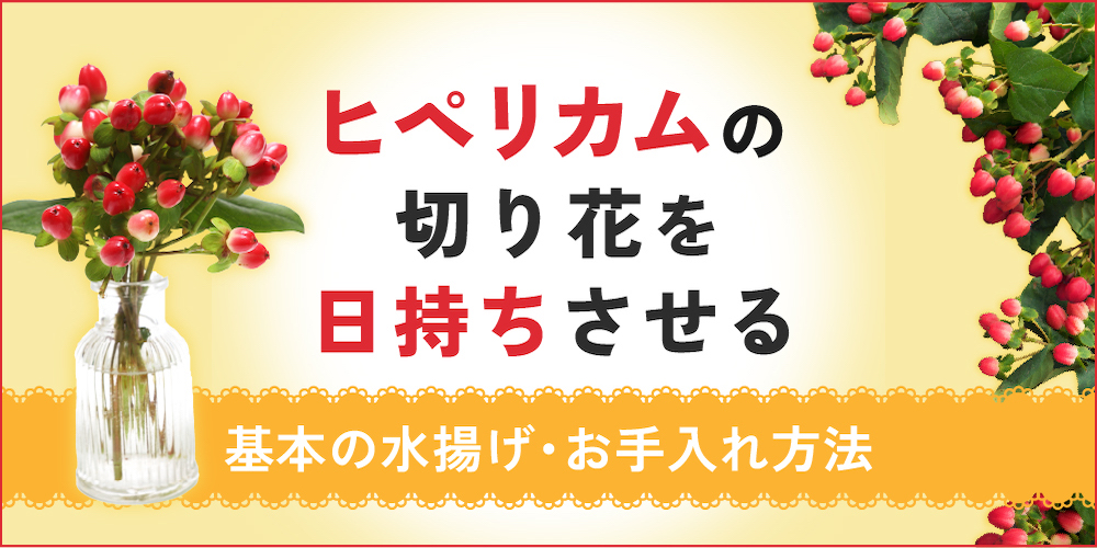ヒペリカムの切り花の日持ちは？長持ちさせる水揚げ・お手入れ方法をご紹介