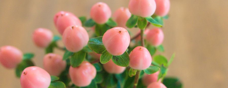ヒペリカムの季節はいつ？園芸上の旬と切り花の違い