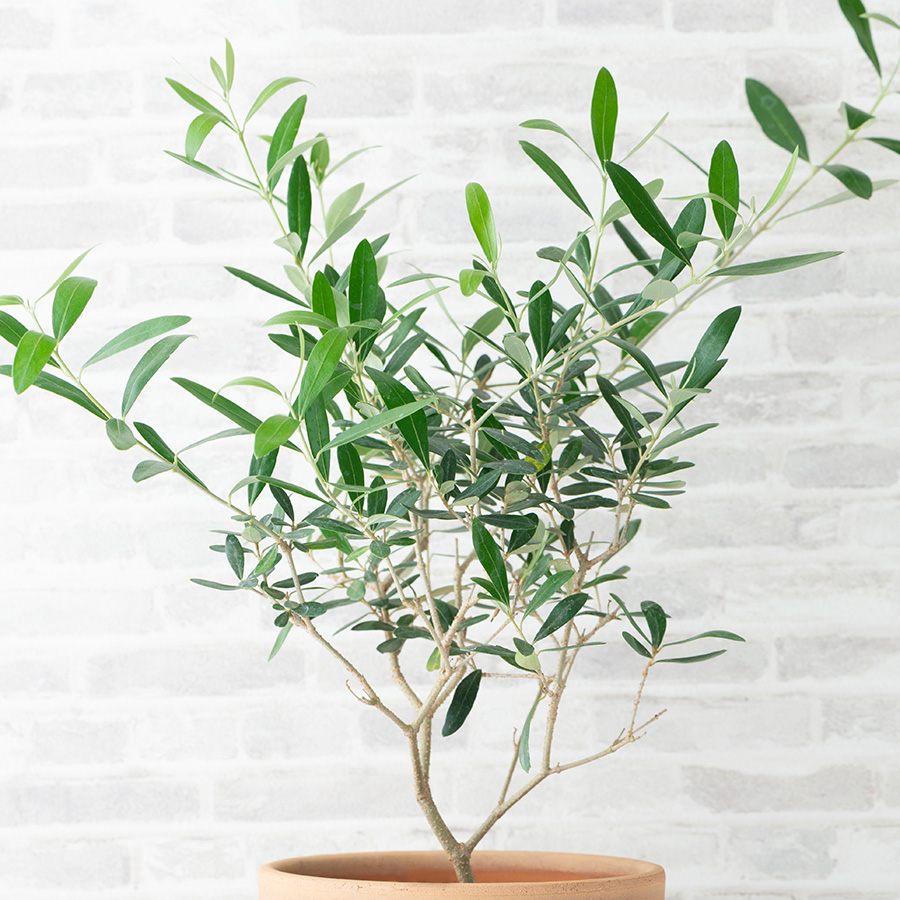 レストランに贈る観葉植物
