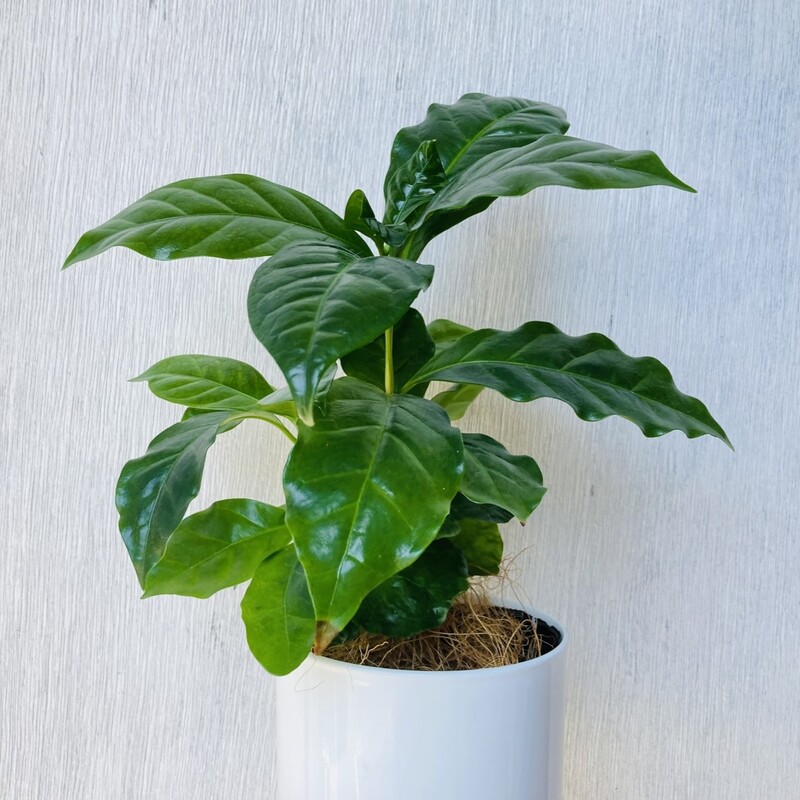 喫茶店に贈る観葉植物