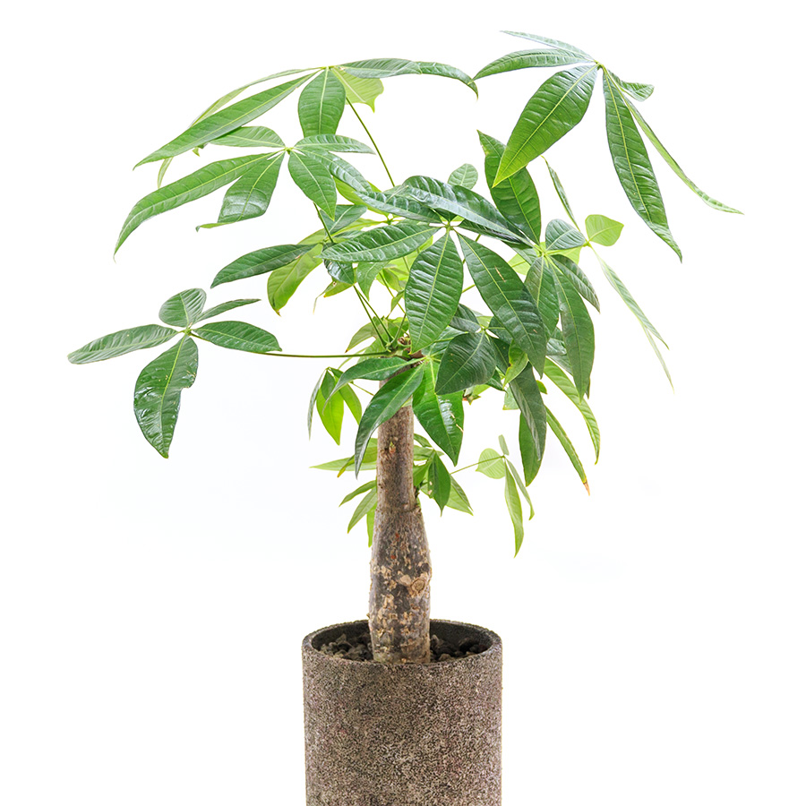 ファストフード店に贈る観葉植物