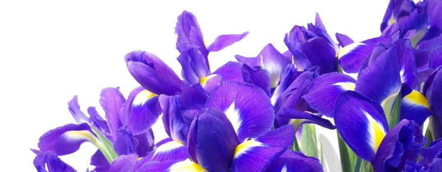 アイリスの切り花が咲かない？咲きやすいアイリスの見分け方