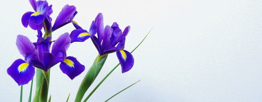 アイリスの切り花を咲かせて楽しむための管理のコツ