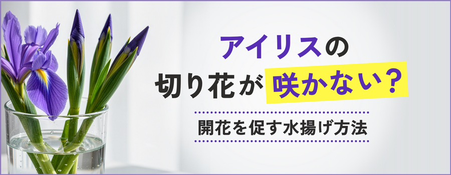アイリスの花が咲かない？