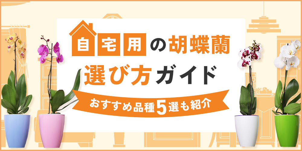 自宅用の胡蝶蘭はミディ・ミニが最適！花選び、おすすめ品種5選まで徹底解説
