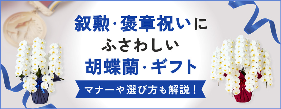 叙勲・褒章祝いにふさわしい胡蝶蘭ギフト
