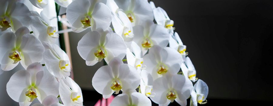 胡蝶蘭の色選びは「白」が定番