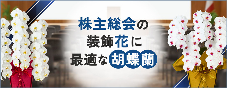 株主総会の装飾花に最適な胡蝶蘭