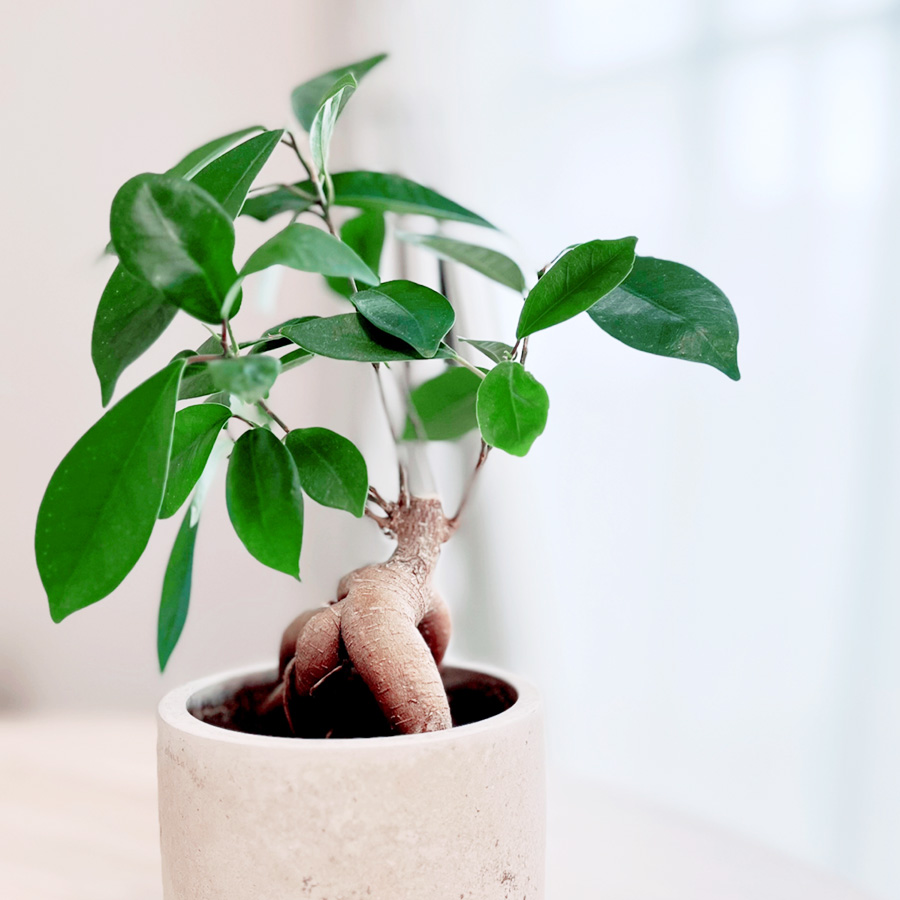 通所型の介護施設に贈る観葉植物