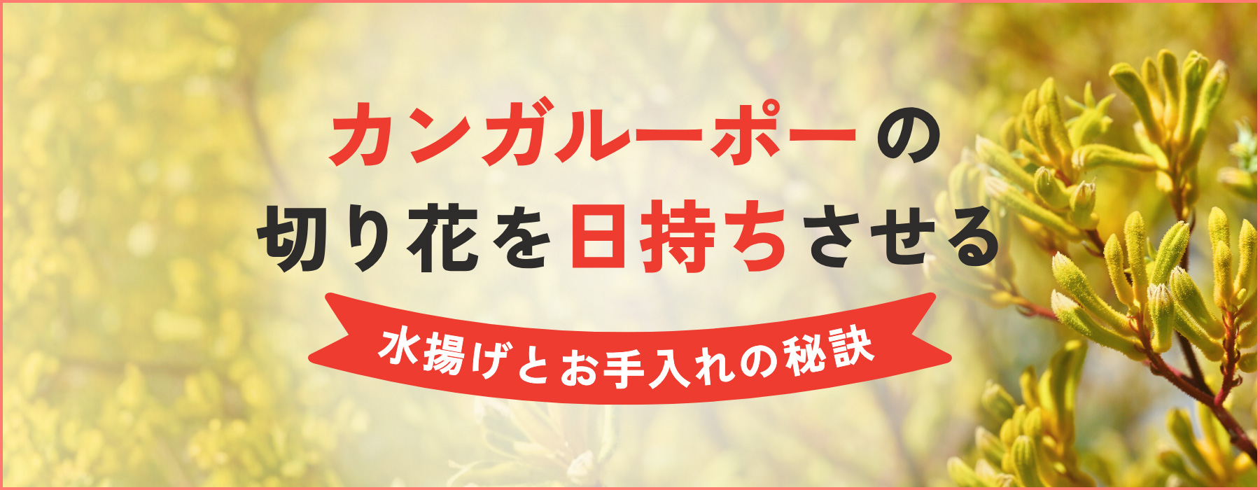カンガルーポーの切り花を日持ちさせる秘訣を解説！