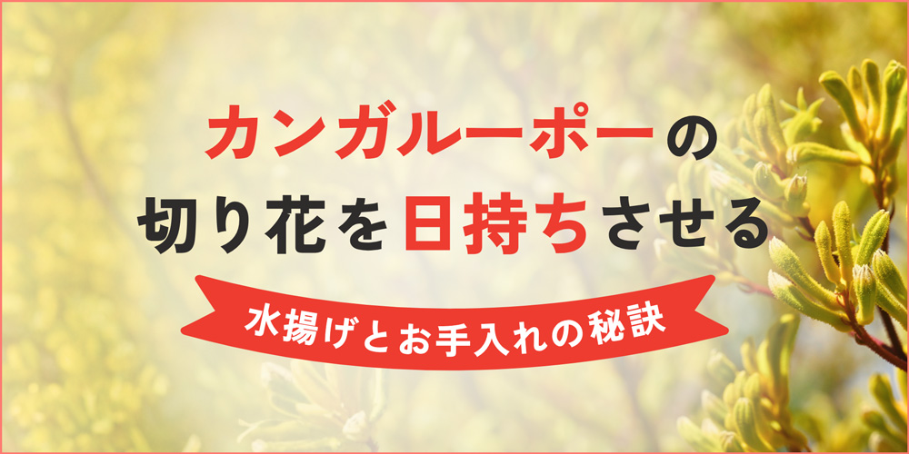 カンガルーポーの切り花を日持ちさせる秘訣を解説！花もちが良くなる