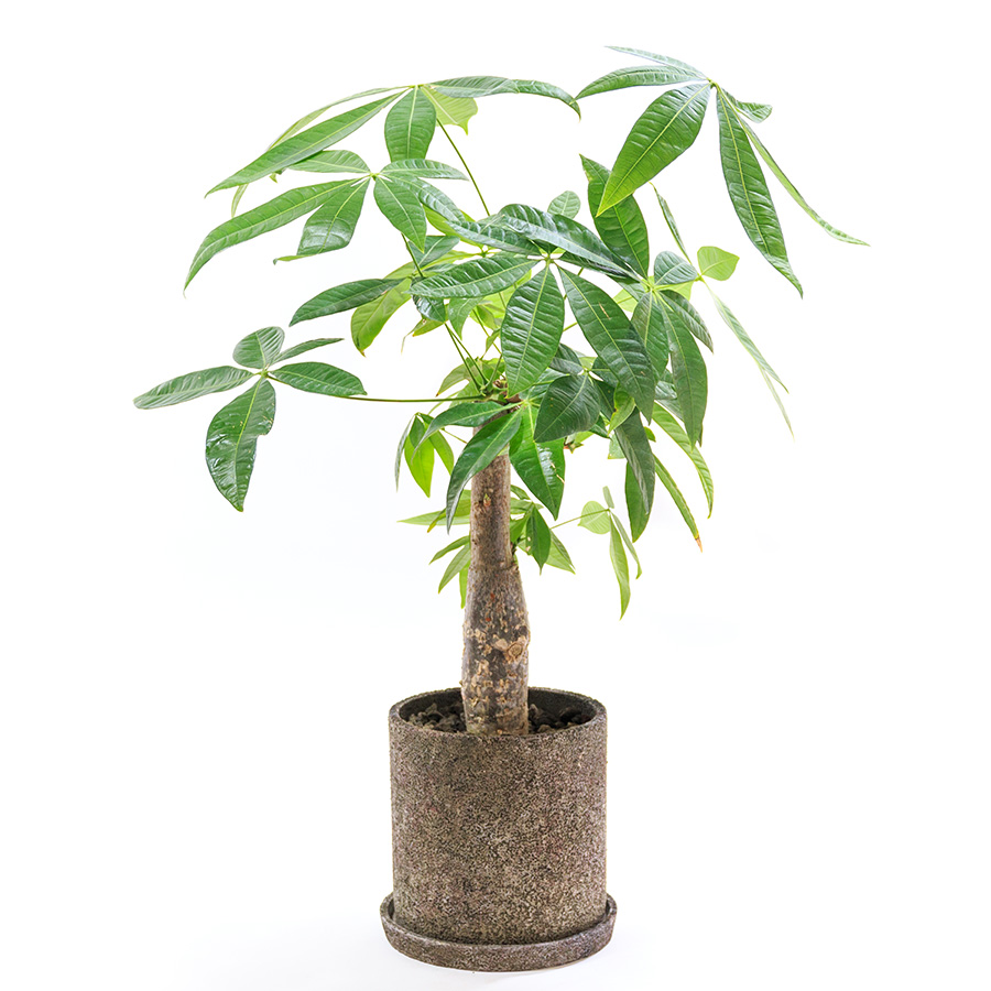 上質な観葉植物