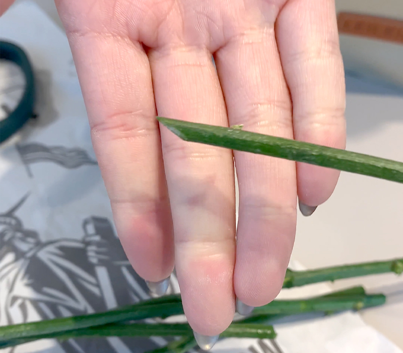 水中で茎の先端を斜めにカットする