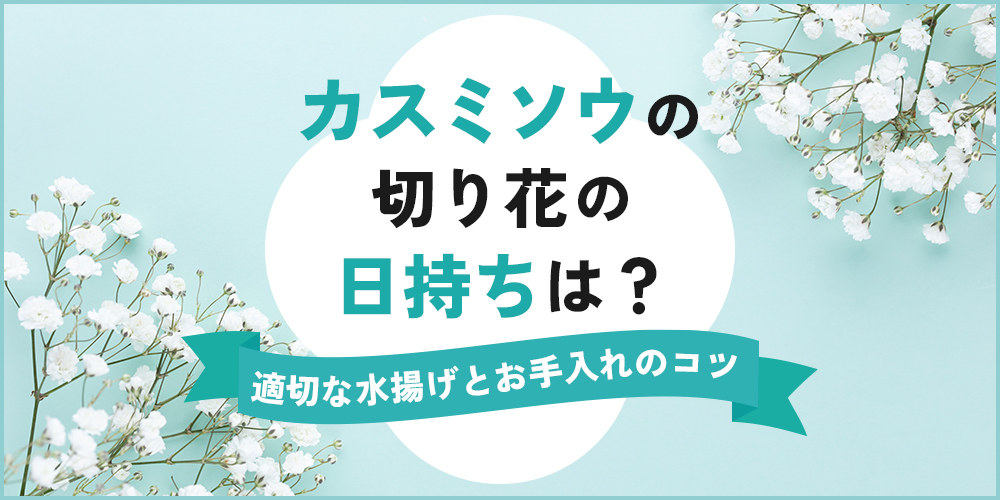 カスミソウの切り花はどのくらい日持ちする？長持ちさせる水揚げ・お手入れ方法