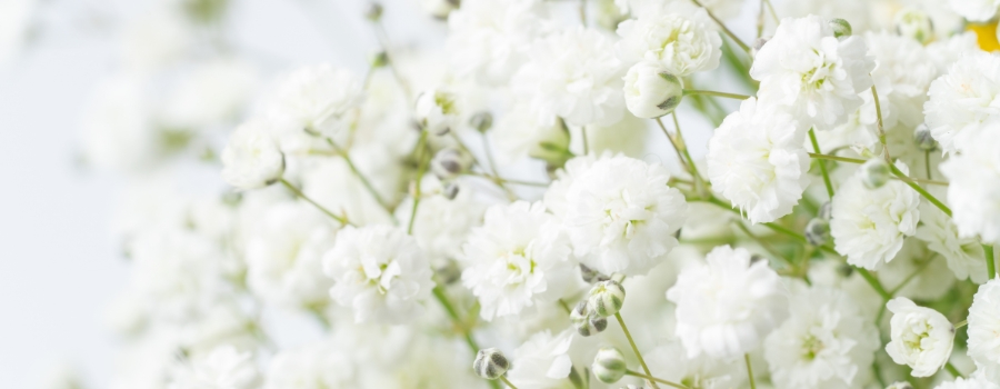 カスミソウの旬の季節はいつ？開花時期と花屋での出回り時期