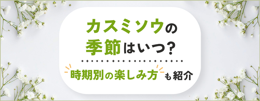 カスミソウの季節はいつ？