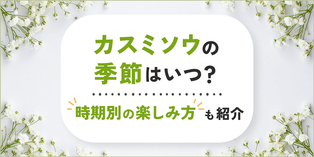 カスミソウの季節はいつ？開花・出回り時期と季節別の楽しみ方