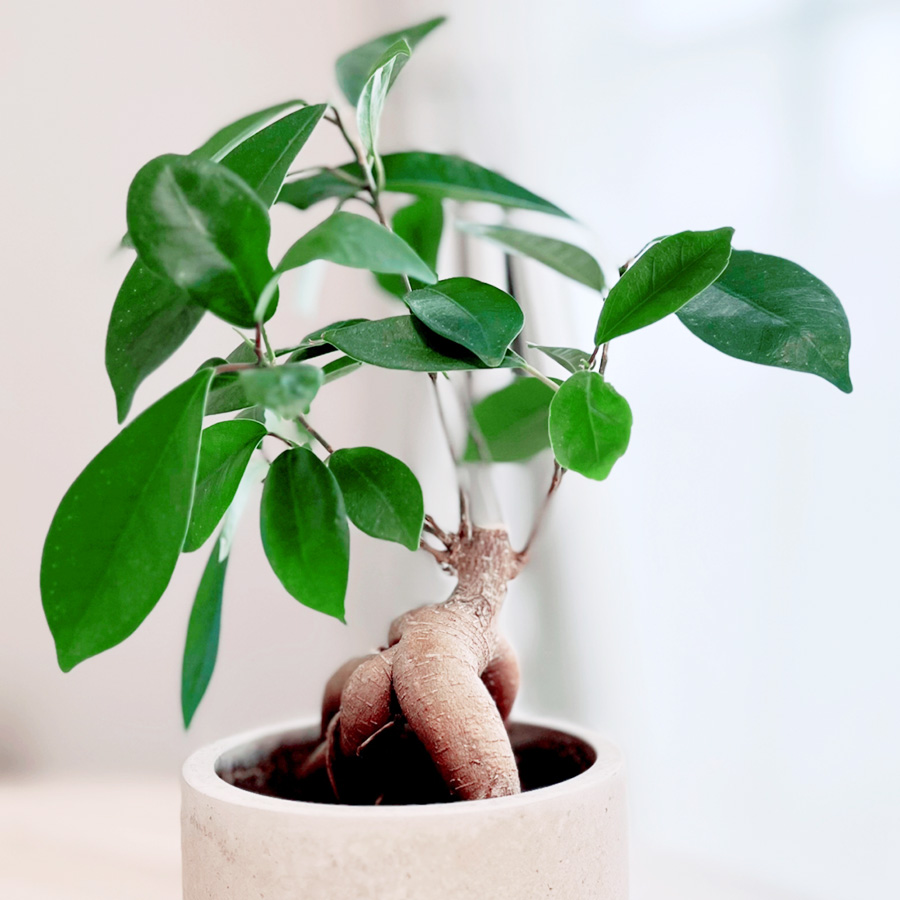 観葉植物（ガジュマル）