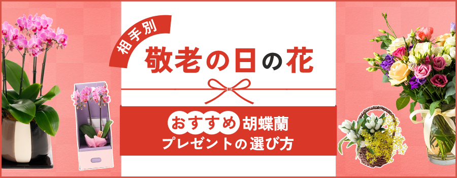 敬老の日の花ギフト！おすすめの胡蝶蘭や失敗しないプレゼントの選び方