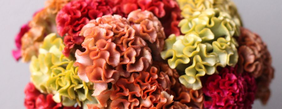花屋でケイトウが買える時期はいつ？月別の出回りカレンダー