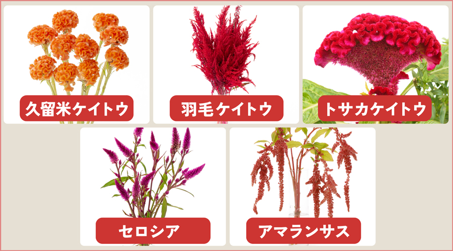 花屋で出会えるケイトウの種類｜特徴と出回り時期