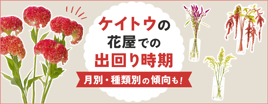 ケイトウの花屋での出回り時期　月別・種類別の傾向も！