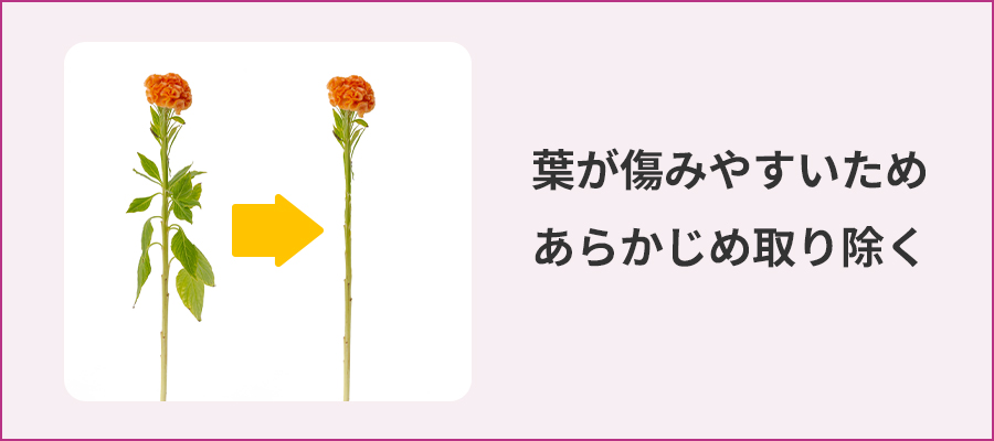 葉が傷みやすいためあらかじめ取り除く