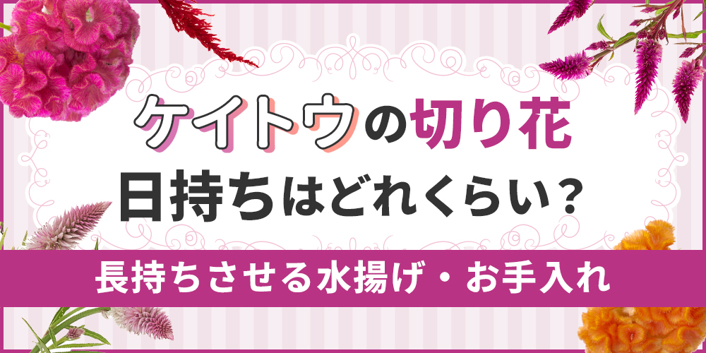 ケイトウの切り花の日持ちを解説！長く楽しむための水揚げ・お手入れのポイントまとめ