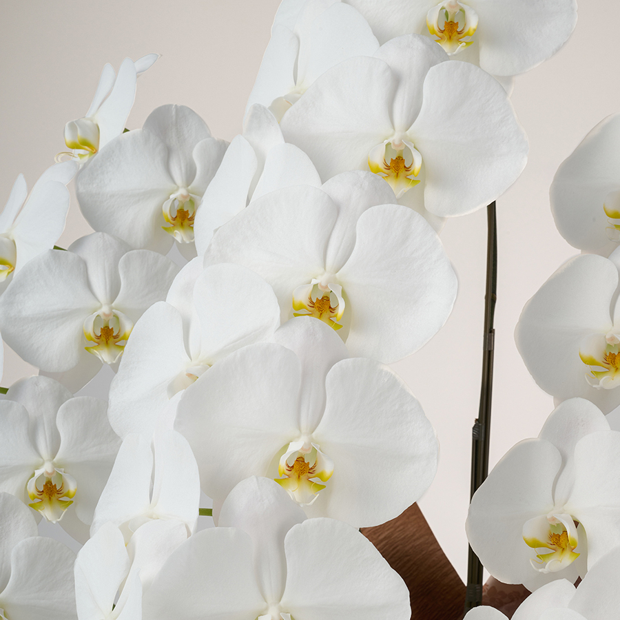 白：純潔・清純