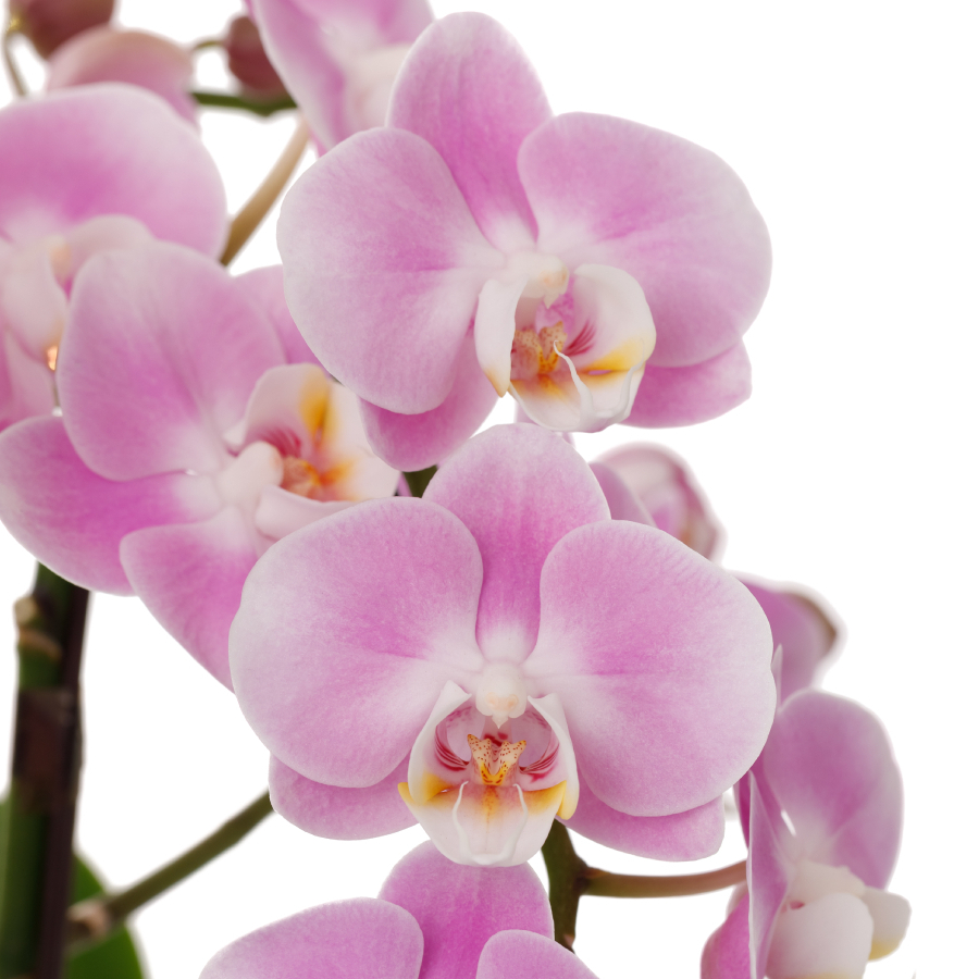 ピンク：あなたを愛しています